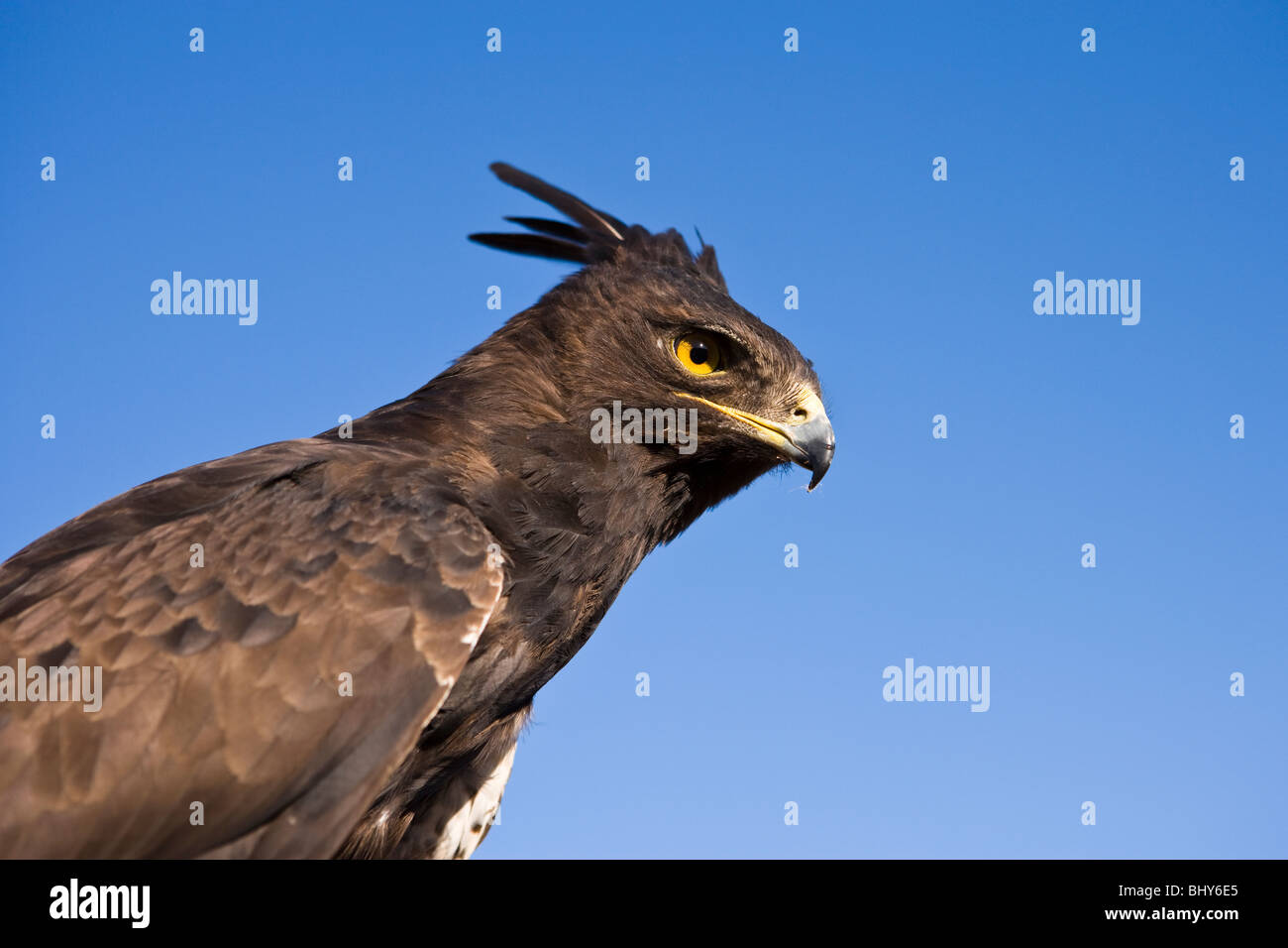 Tête et épaules vue d'un long-crested eagle (Lophaetus occipital) fixé contre le ciel bleu. Banque D'Images