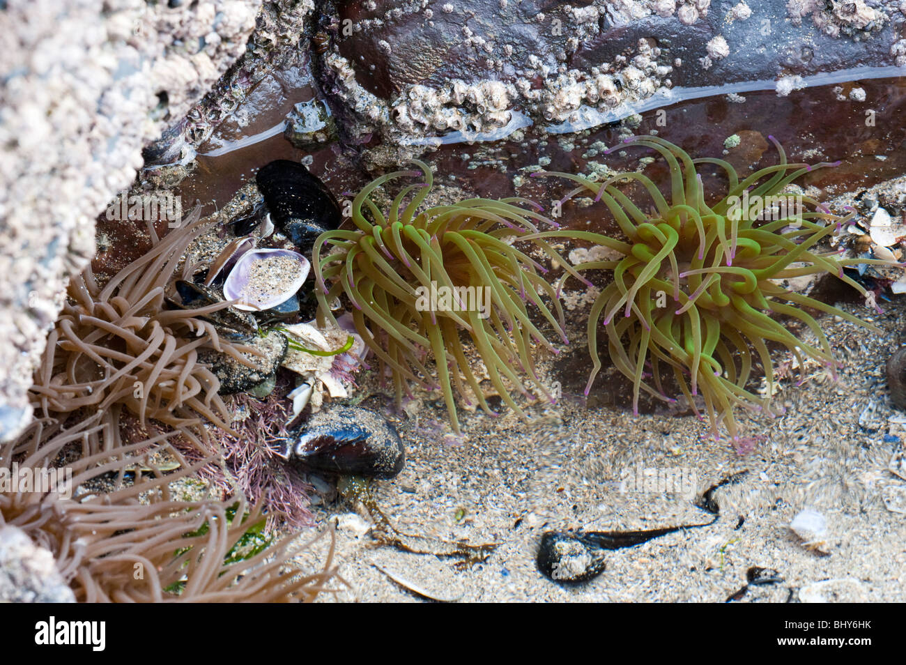 Rockpool avec Anémone Anemonia viridis (Snakelocks) Banque D'Images