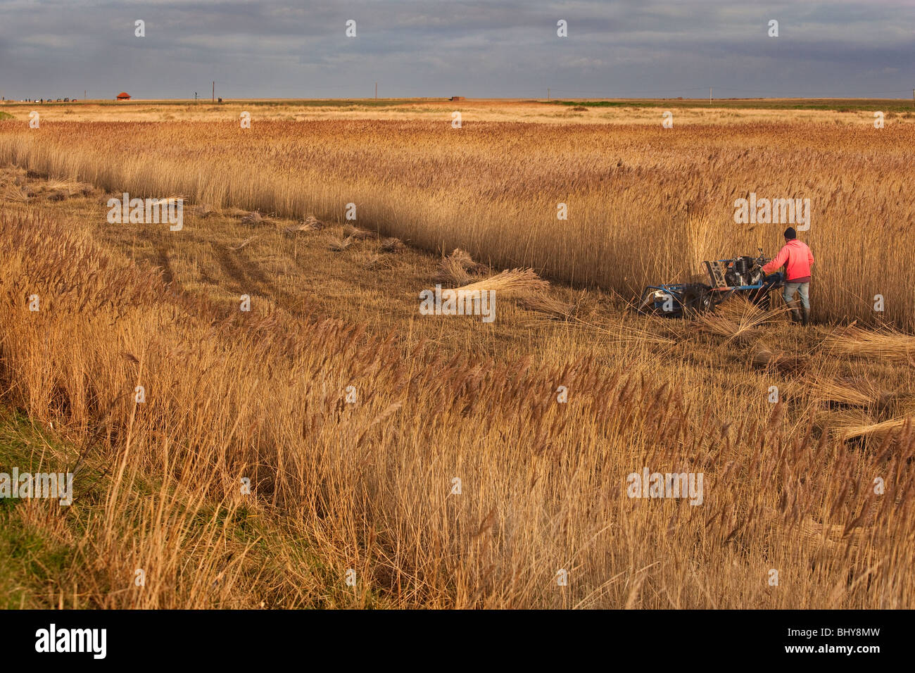 Anches coupe de chaume sur le CLAJ North Norfolk Marais au milieu de l'hiver Banque D'Images