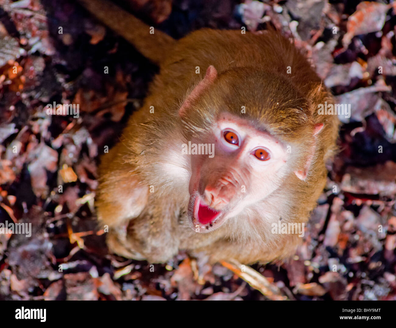 Un jeune Hamadryas baboon looking up et hurlant à la caméra. Banque D'Images