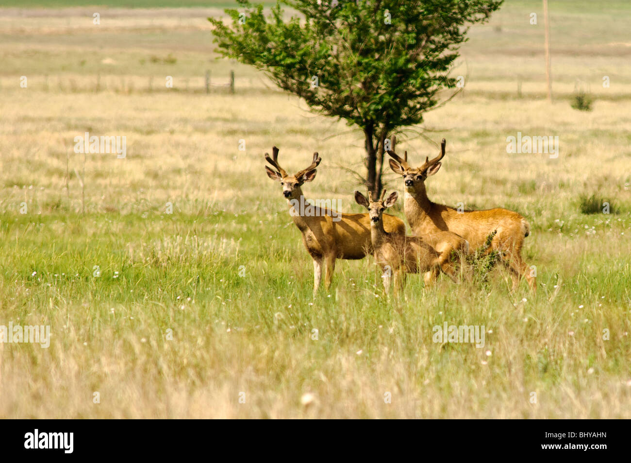 Cerf mulet (Odocoileus hemionus) Maxwell National Wildlife refuge, Nouveau-Mexique. Banque D'Images