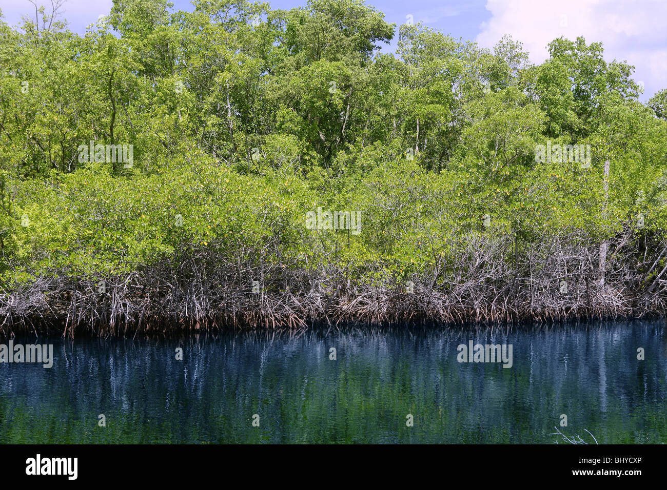 Rivière de la mangrove des Everglades en Floride vue paysage, nature Banque D'Images