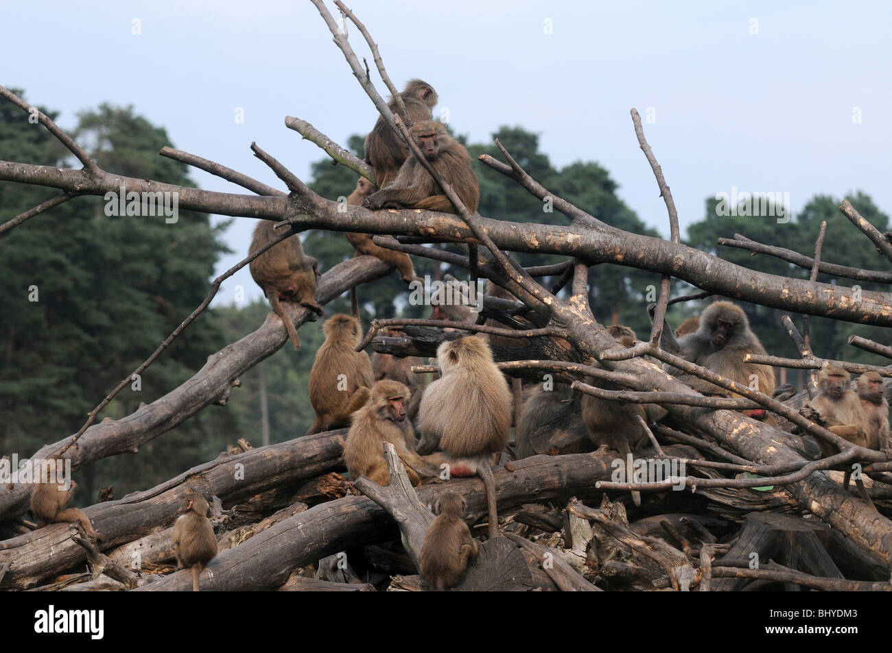 Les babouins à Serengeti park, Hodenhagen, Allemagne Banque D'Images