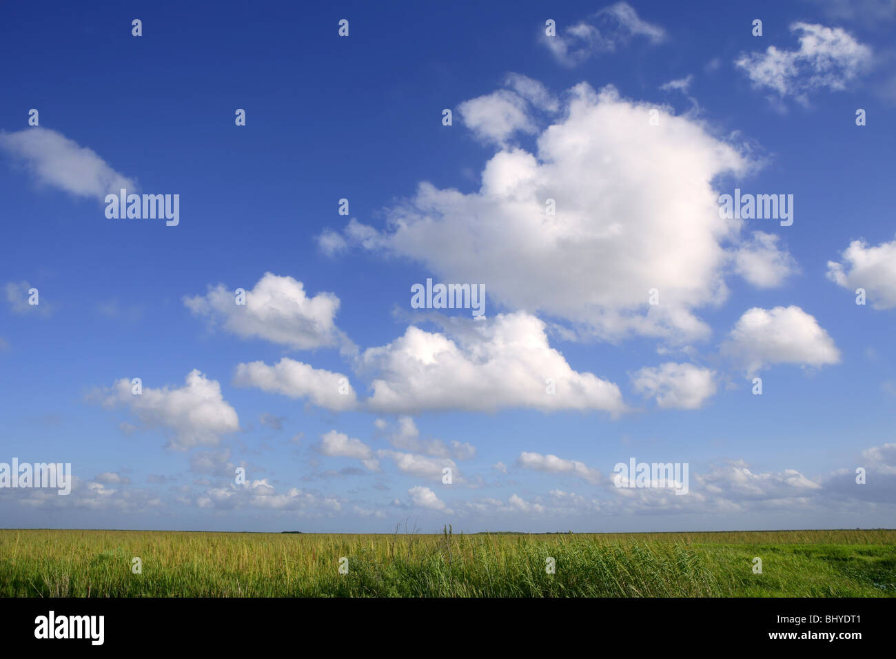 Ciel bleu à l'Everglades de Floride les zones humides les plantes vertes horizon, nature Banque D'Images