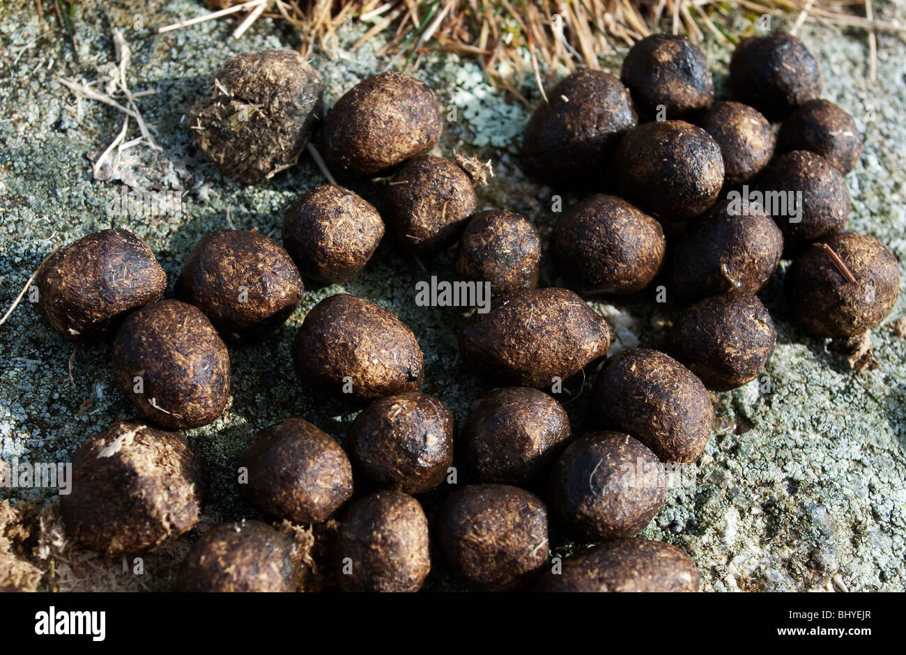 Les crottes de lapin sauvage Photo Stock Alamy