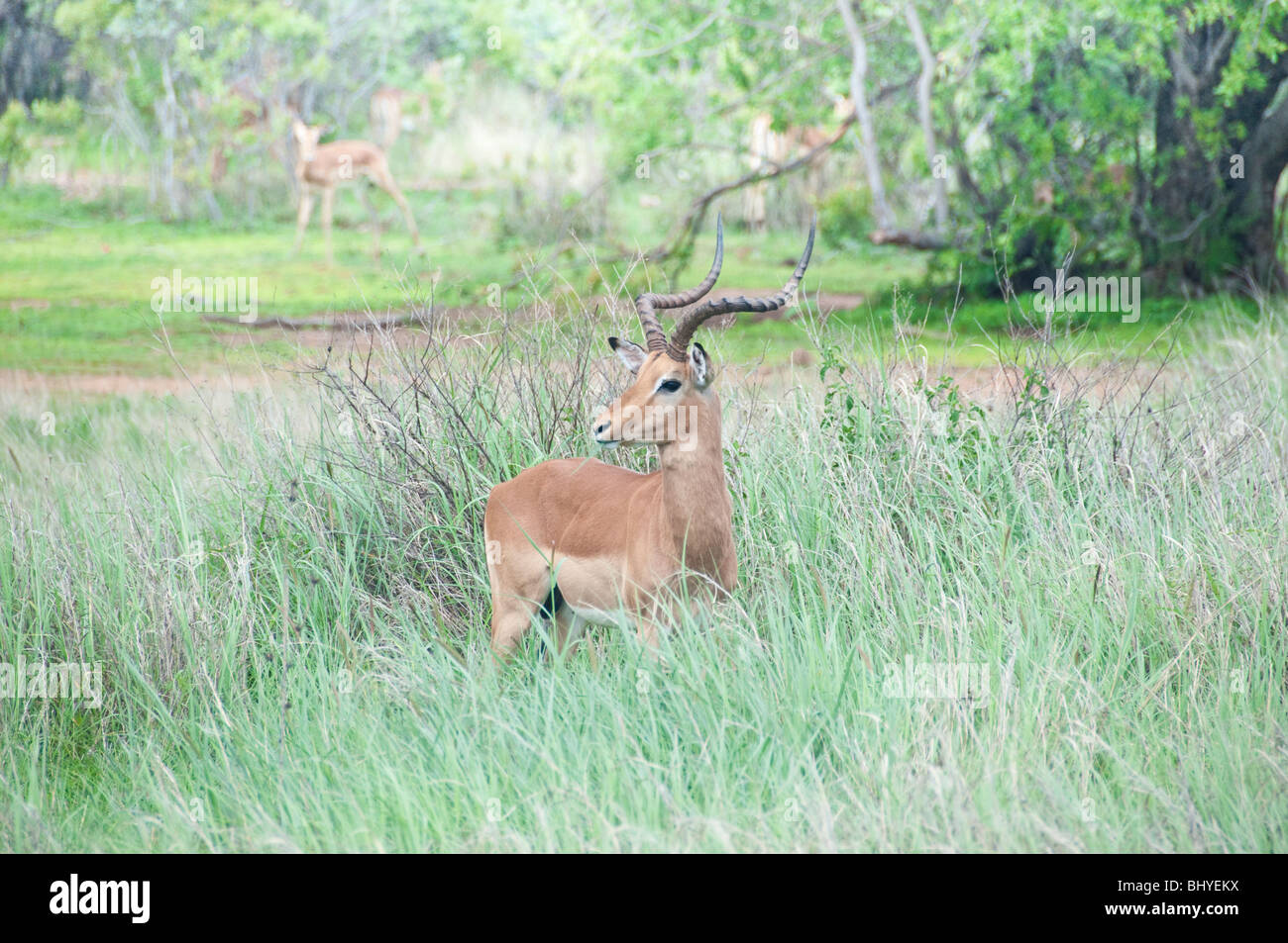 Un Impala mâle debout dans l'herbe haute. Banque D'Images