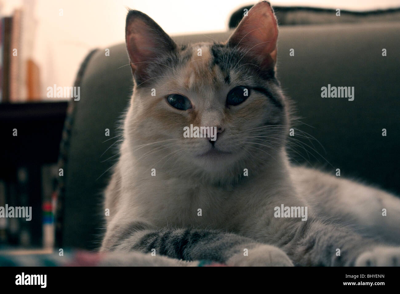 Chat Colourpoint Americain Photo Stock Alamy