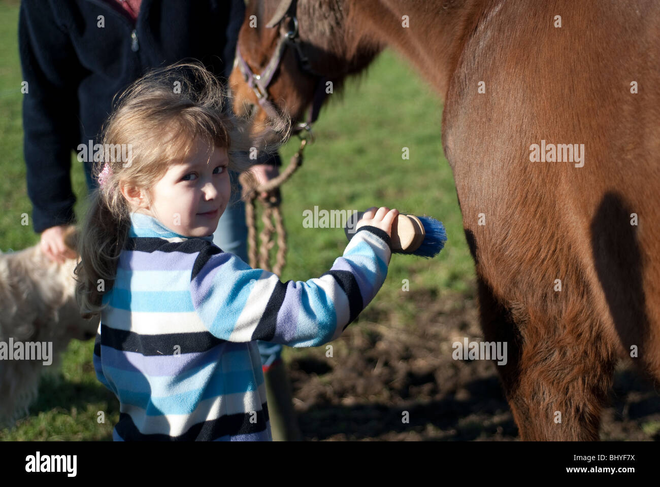 Young Girl brushing animal cheval. Modèle entièrement libéré Banque D'Images
