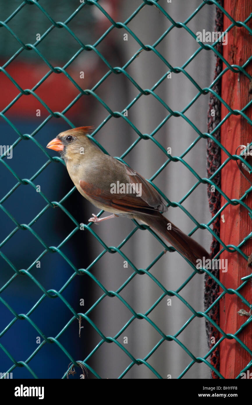 Cardinal rouge, Cardinalis cardinalis, femme sur fence Banque D'Images