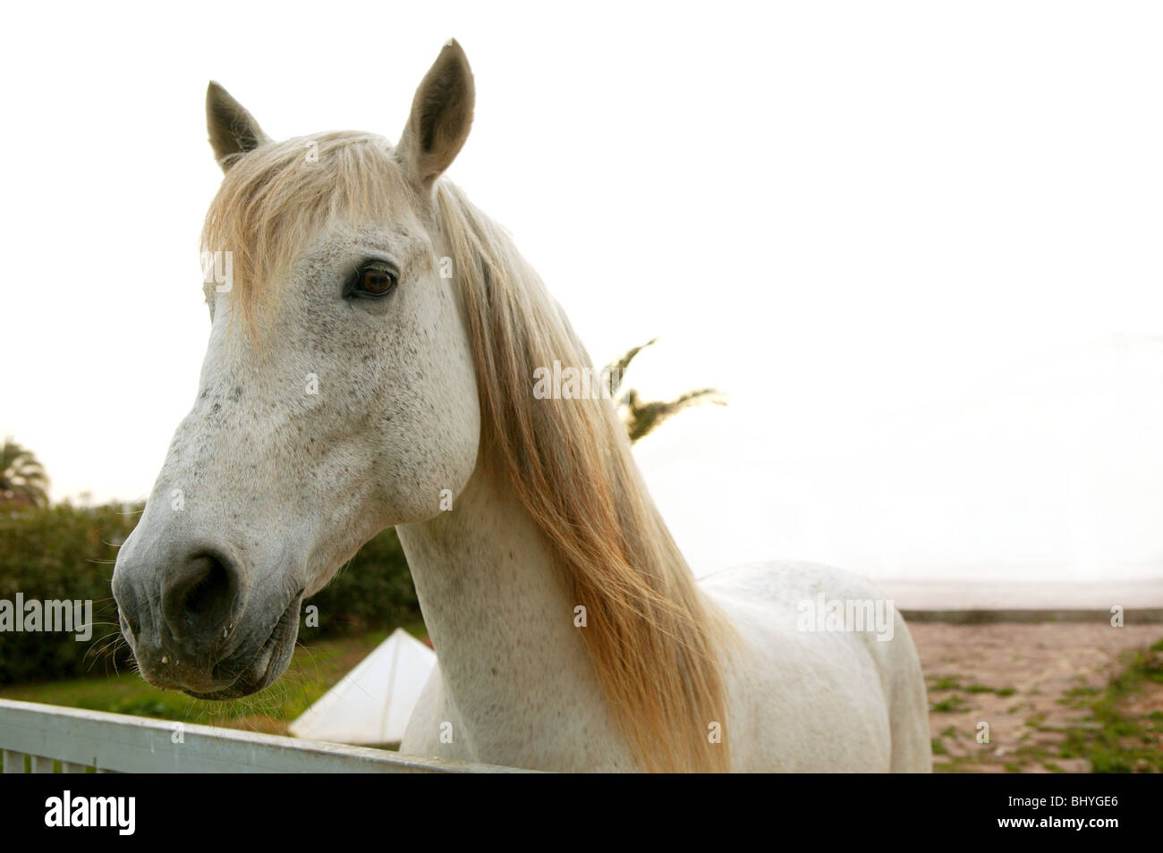 Beau cheval blanc portrait à la caméra à mou Banque D'Images