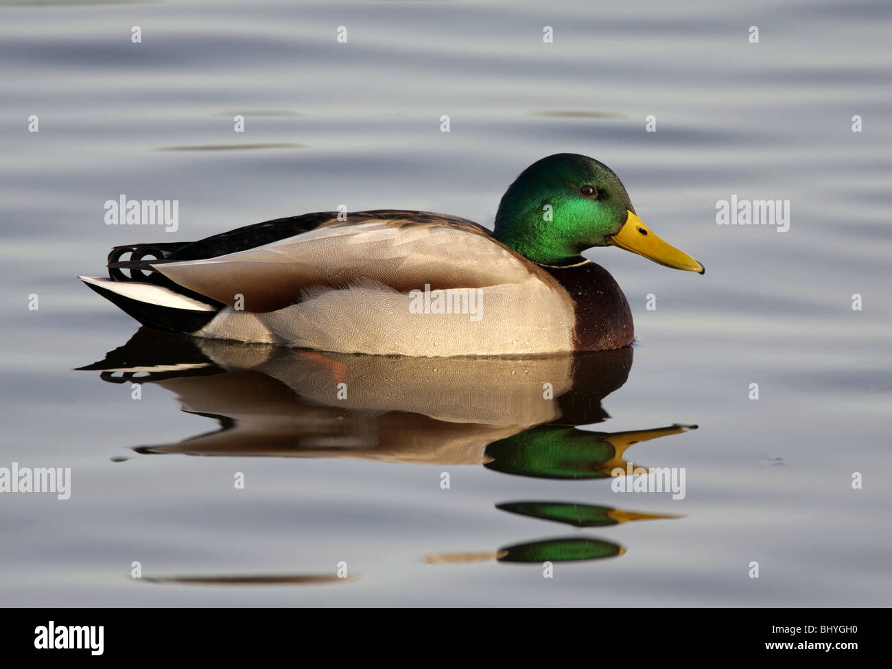 Mâle Canard colvert - Anas platyrhynchos Banque D'Images