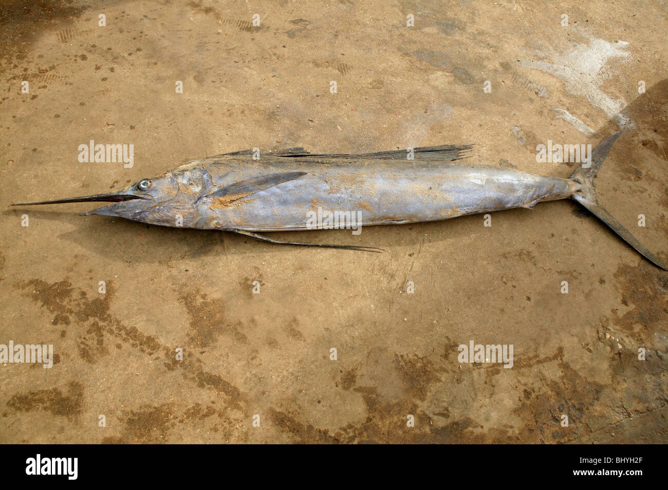 Espadon voilier Africains morts pêcheurs lying on floor Banque D'Images