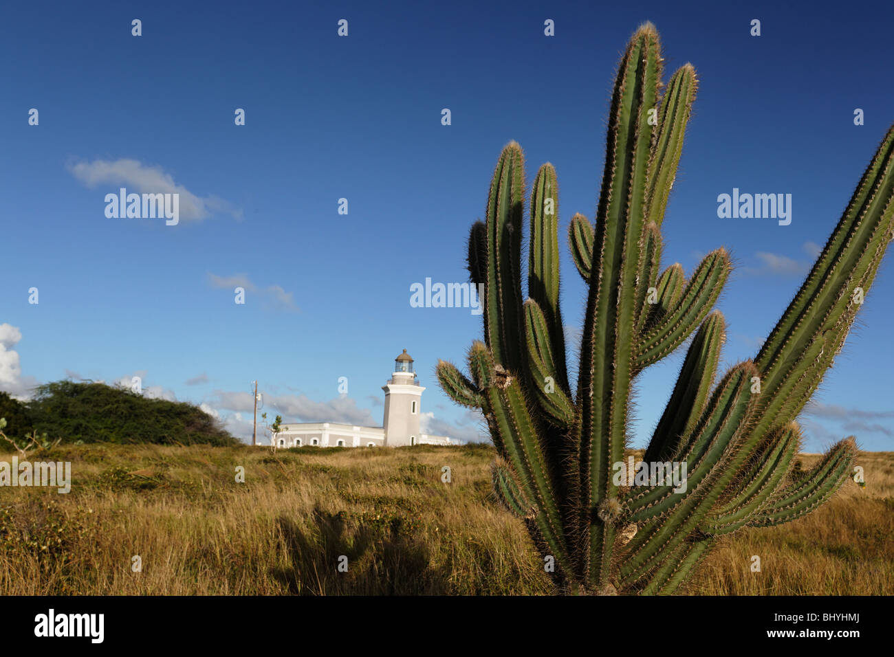 Cactus avec un phare, Cabo Rojo, Puerto Rico Banque D'Images