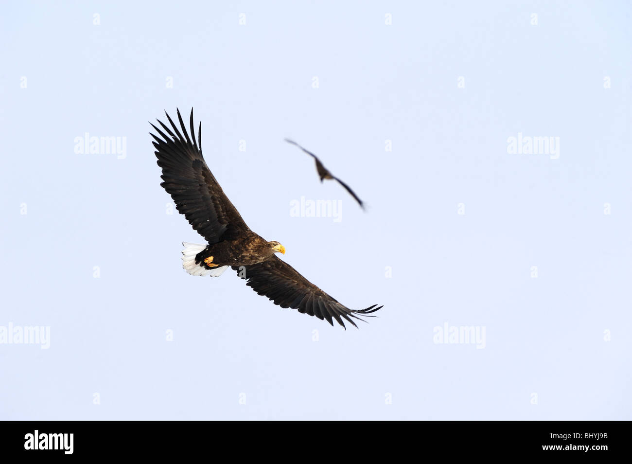 L'aigle de mer à queue blanche - en vol d'Hokkaido, Japon Banque D'Images