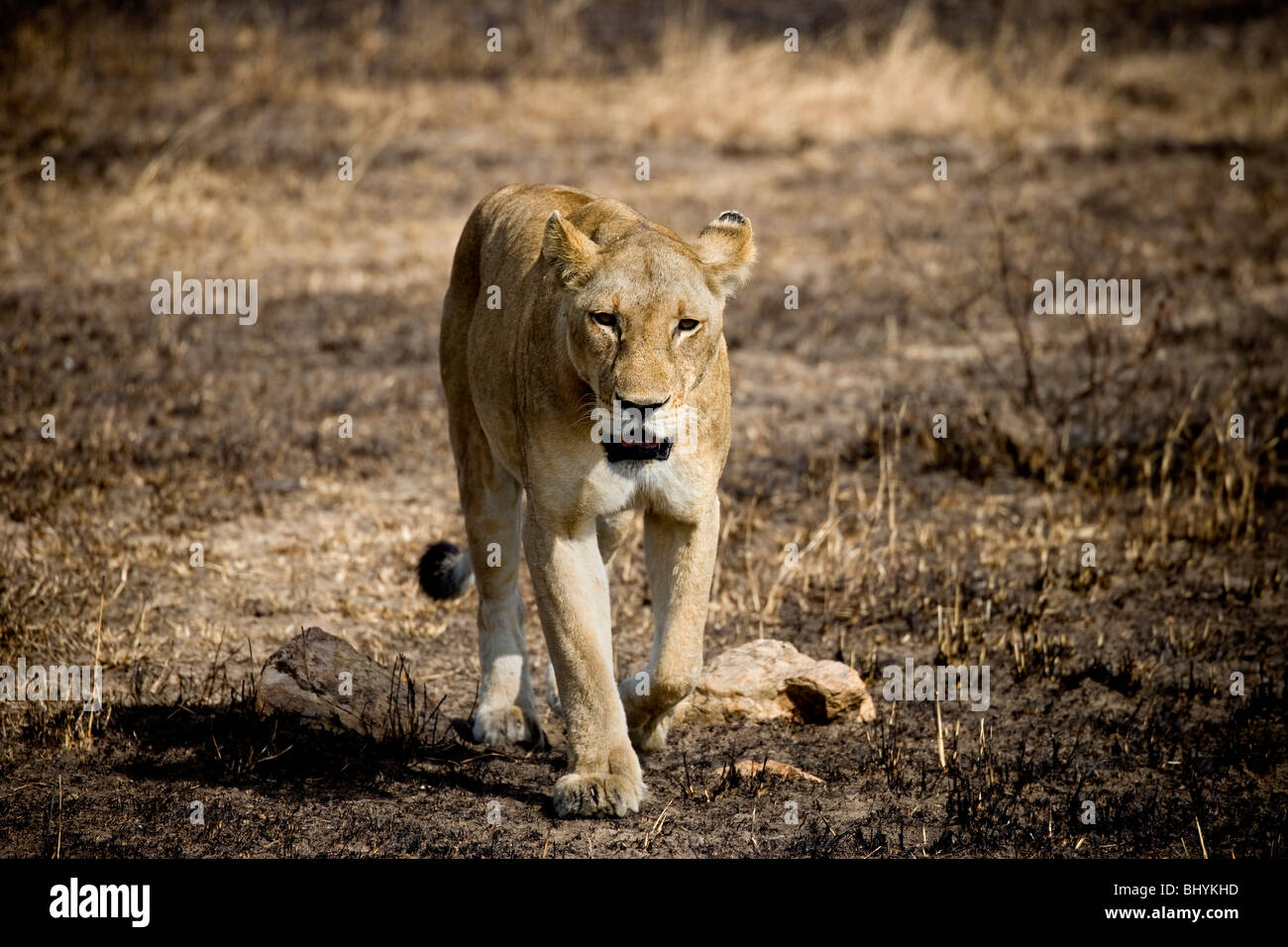 Lionne, NP Mikumi, Tanzanie, Afrique de l'Est Banque D'Images