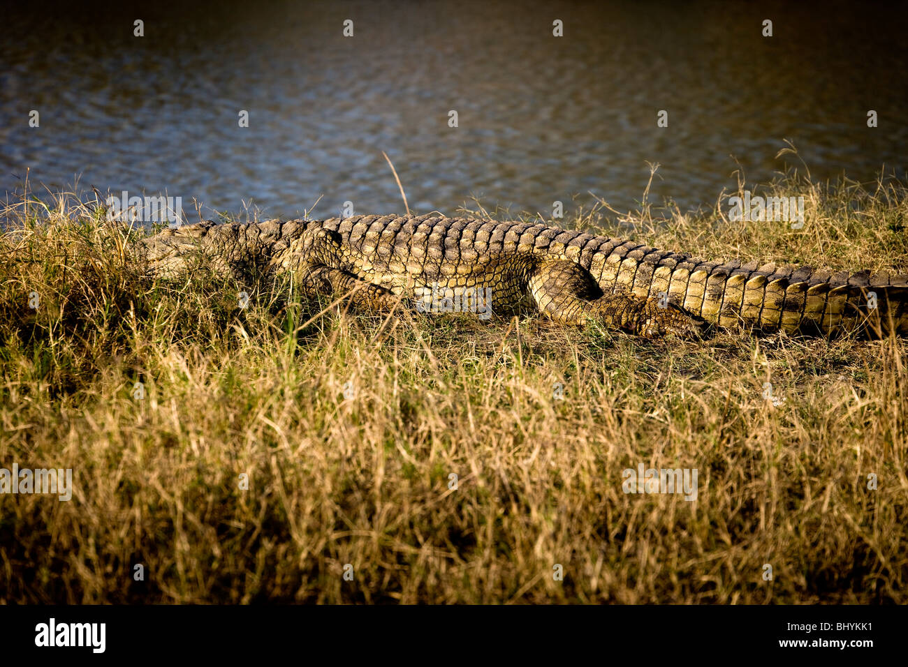 Crocodile du Nil, NP Mikumi, Tanzanie, Afrique de l'Est Banque D'Images