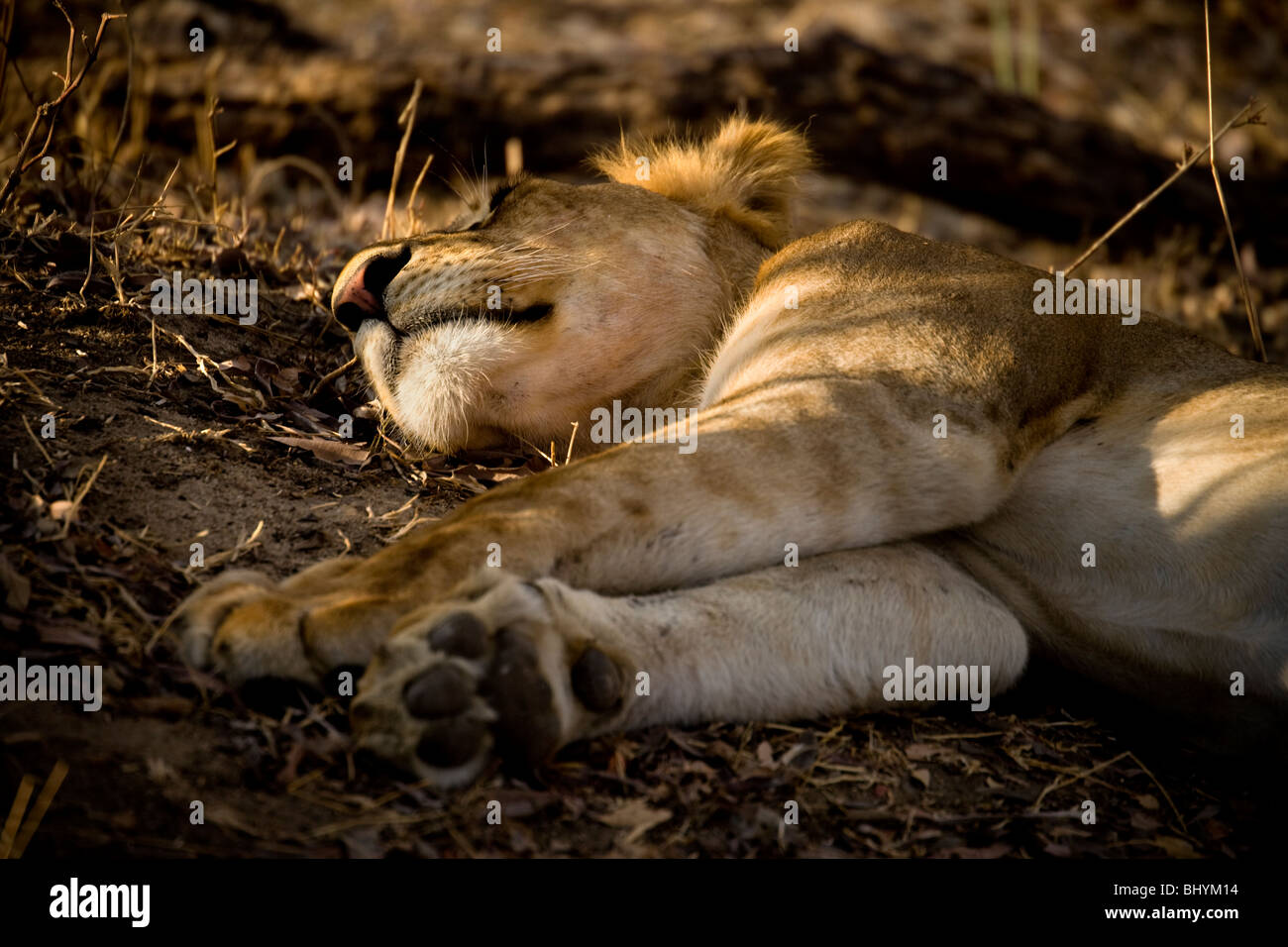 Lion Endormi, Selous, Tanzanie, Afrique de l'Est Banque D'Images