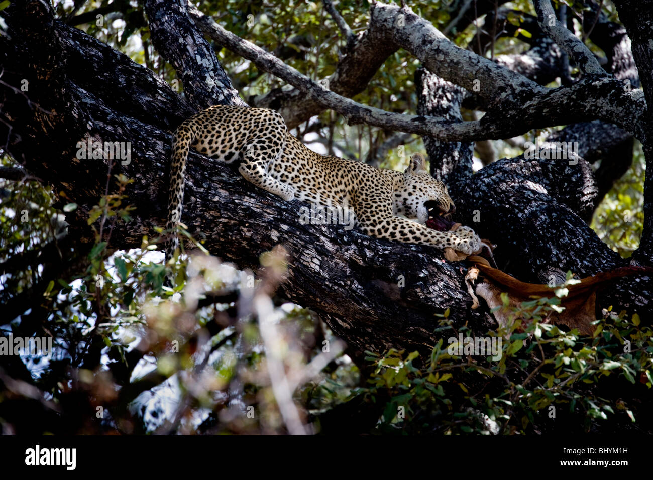 Leopard se nourrissent d'une kill, Selous, Tanzanie, Afrique de l'Est Banque D'Images