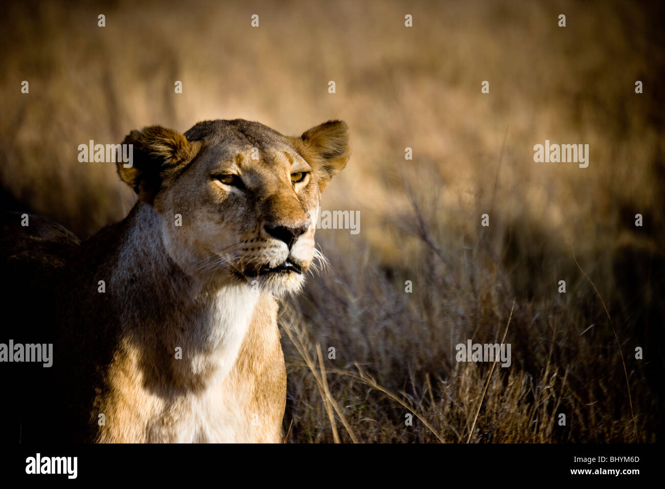 Lionne, NP Serengeti, Tanzanie, Afrique de l'Est Banque D'Images