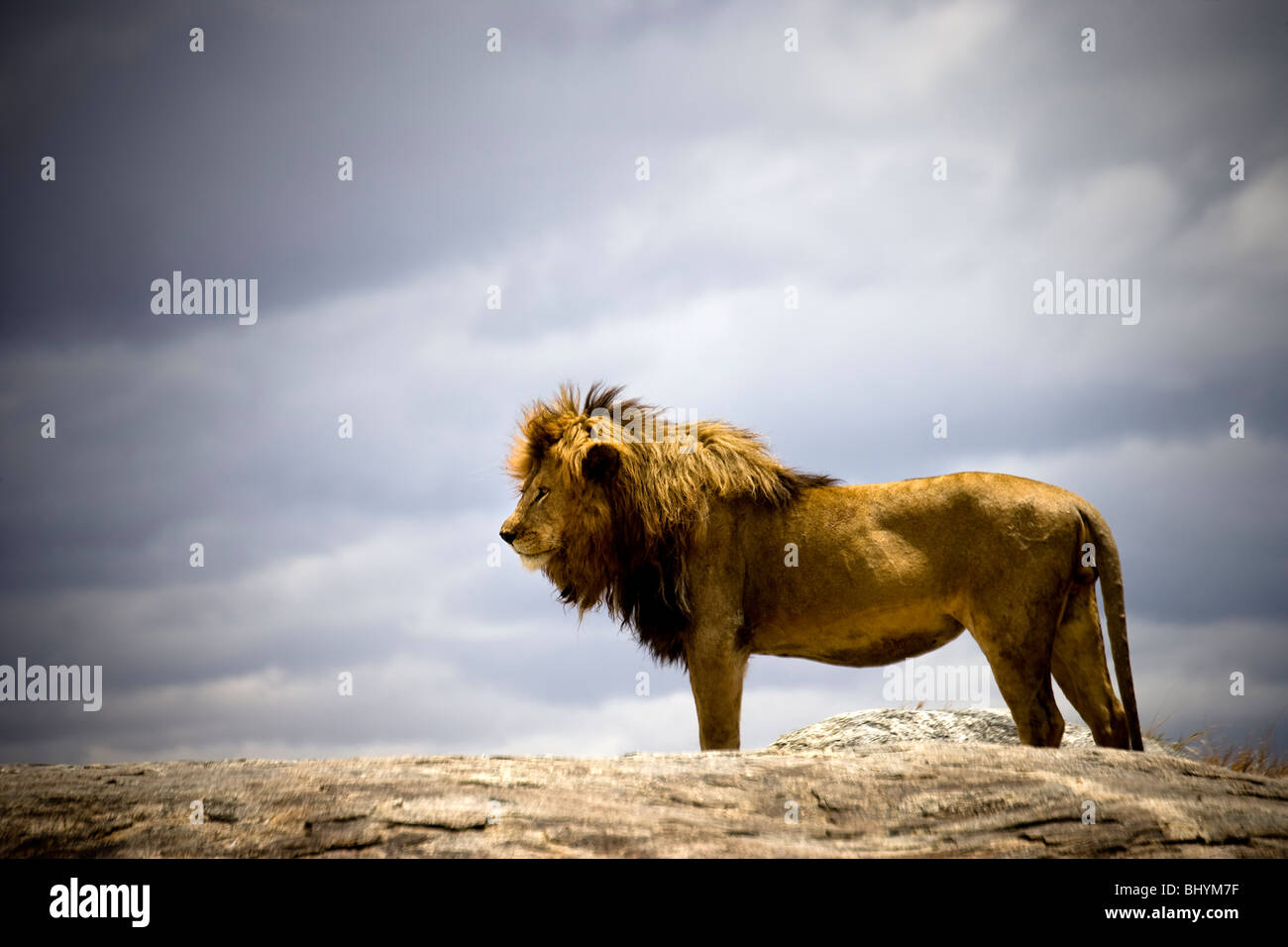 Lion mâle, Serengeti NP, la Tanzanie, l'Afrique de l'Est Banque D'Images