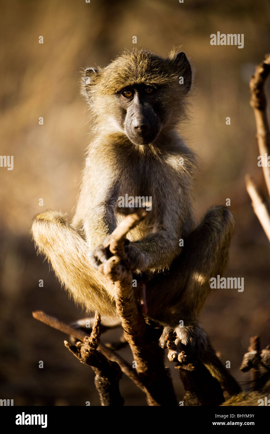 Jeune homme babouin Olive, Tarangire NP, la Tanzanie, l'Afrique de l'Est Banque D'Images