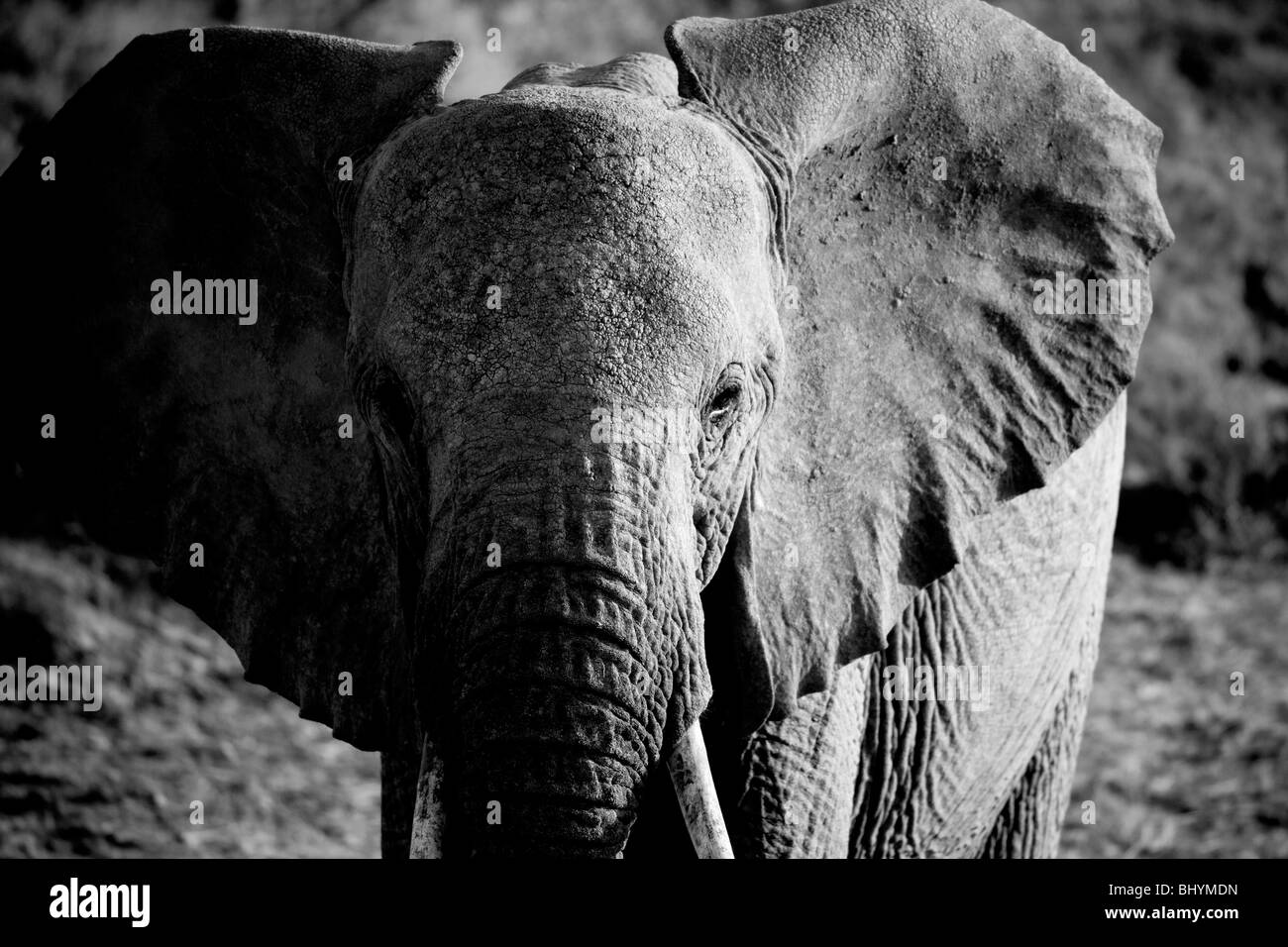 Éléphant solitaire, la réserve nationale de Samburu, Kenya, Afrique de l'Est Banque D'Images