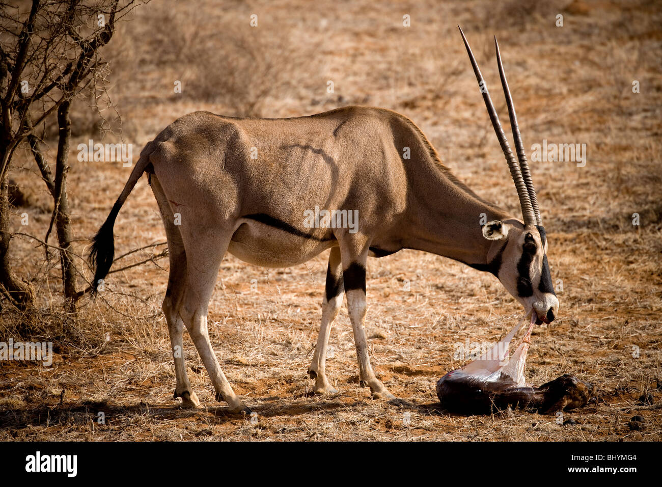 Oryx donnant naissance, la réserve nationale de Samburu, Kenya, Afrique de l'Est Banque D'Images