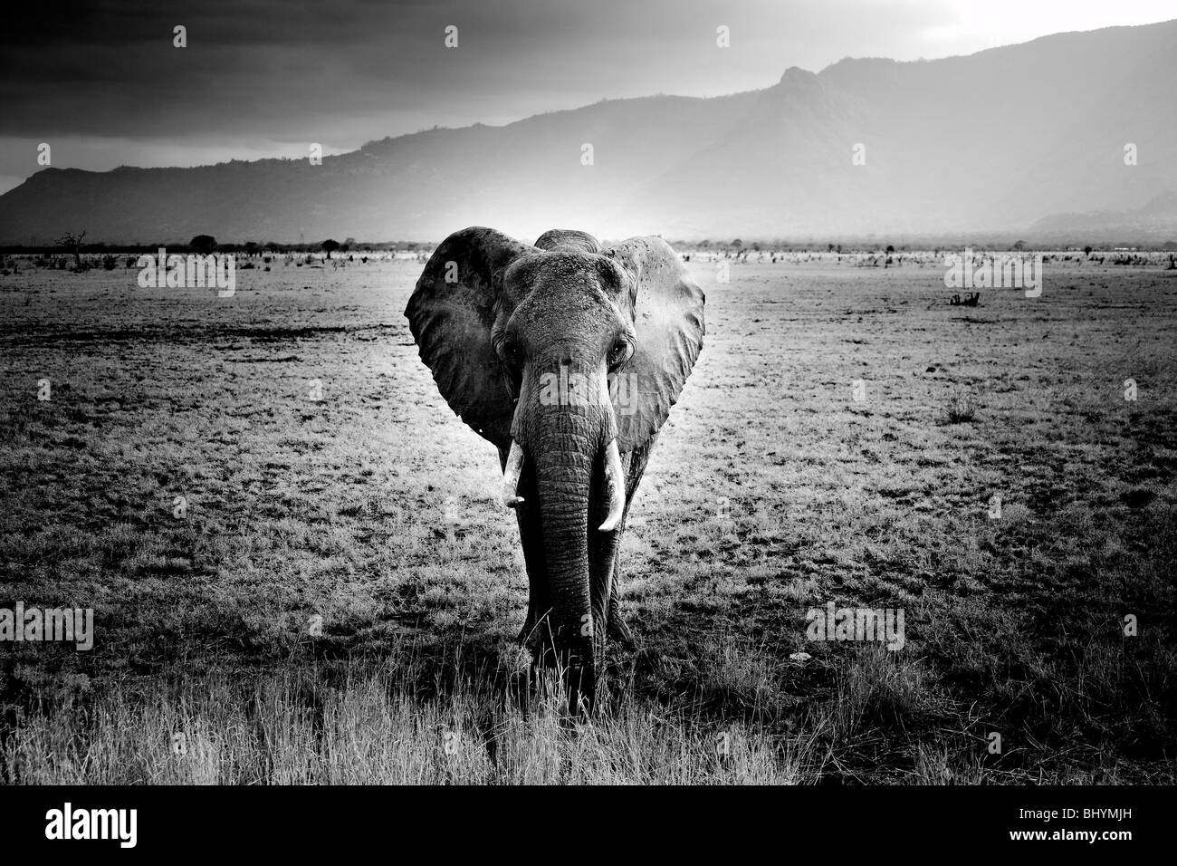 Éléphant solitaire, l'Est de Tsavo NP, Kenya, Afrique de l'Est Banque D'Images