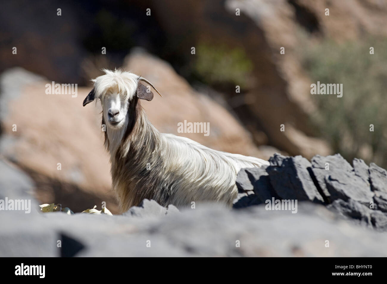 Une chèvre de montagne sauvages dans les montagnes à Nizwa en Oman. Banque D'Images