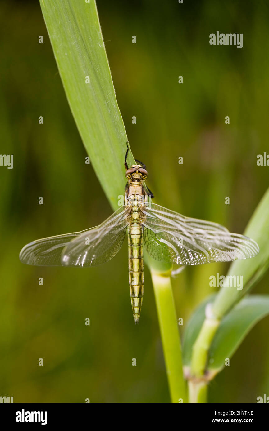 Four-spotted Chaser (Libellula quadrimaculata) sort de sa larve Banque D'Images