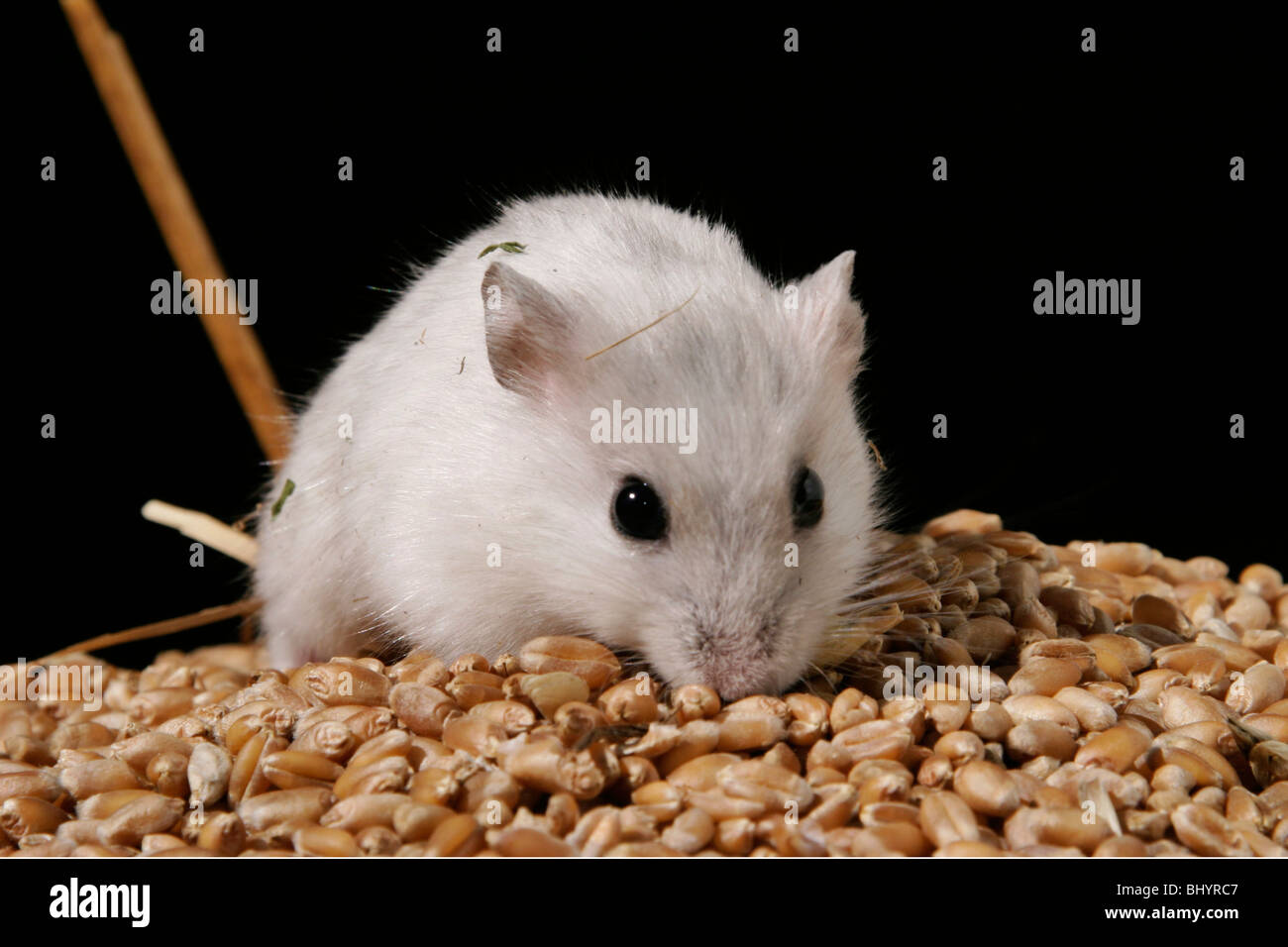 Les hamsters nains à manger Banque D'Images