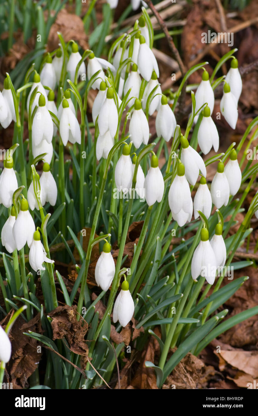 Un bouquet de perce-neige Galanthus '' Banque D'Images