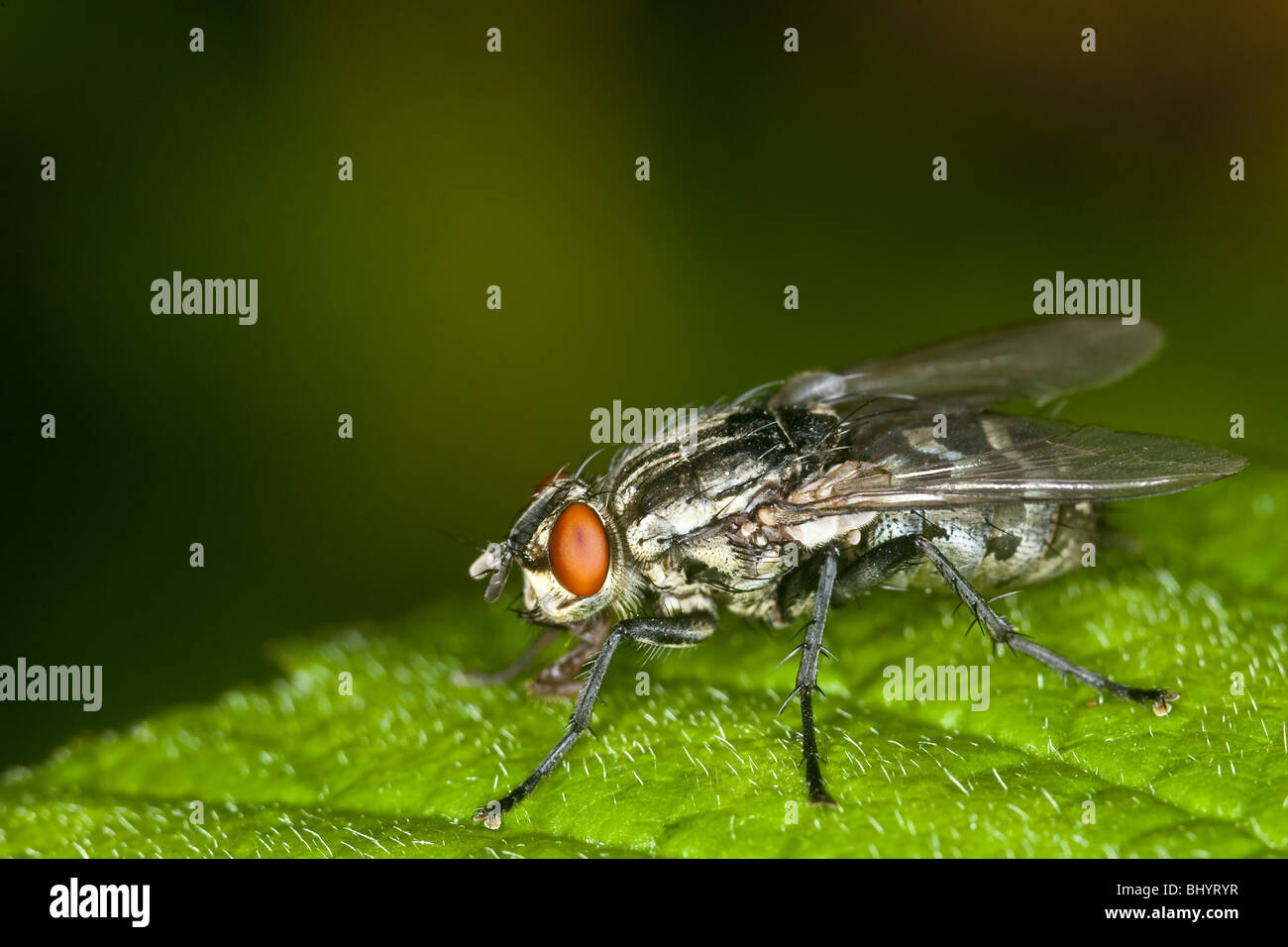 Marbré de gris-mouche à viande (Sarcophaga carnaria) Banque D'Images