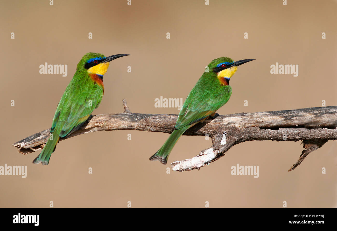 Little bee-eater merops pusillus est et l'Afrique sub-saharienne Banque D'Images