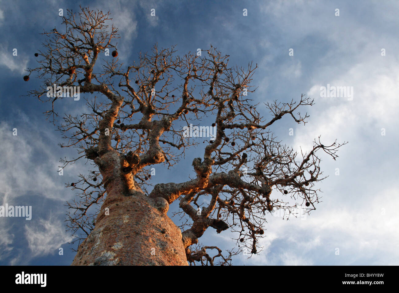 Baobab à la Forêt épineuse, Ifaty, Madagascar Banque D'Images