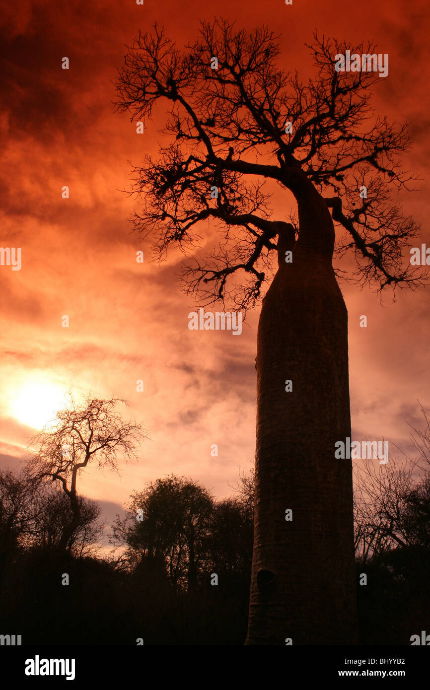 Les baobabs à l'aube de la Forêt épineuse, Ifaty, Madagascar Banque D'Images