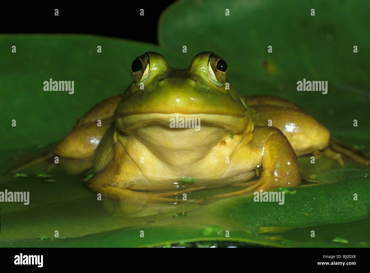 Ouaouaron Rana catesbieana sur l'eau de Nénuphar E USA, par John Mielcarek/Dembinsky Assoc Photo Banque D'Images