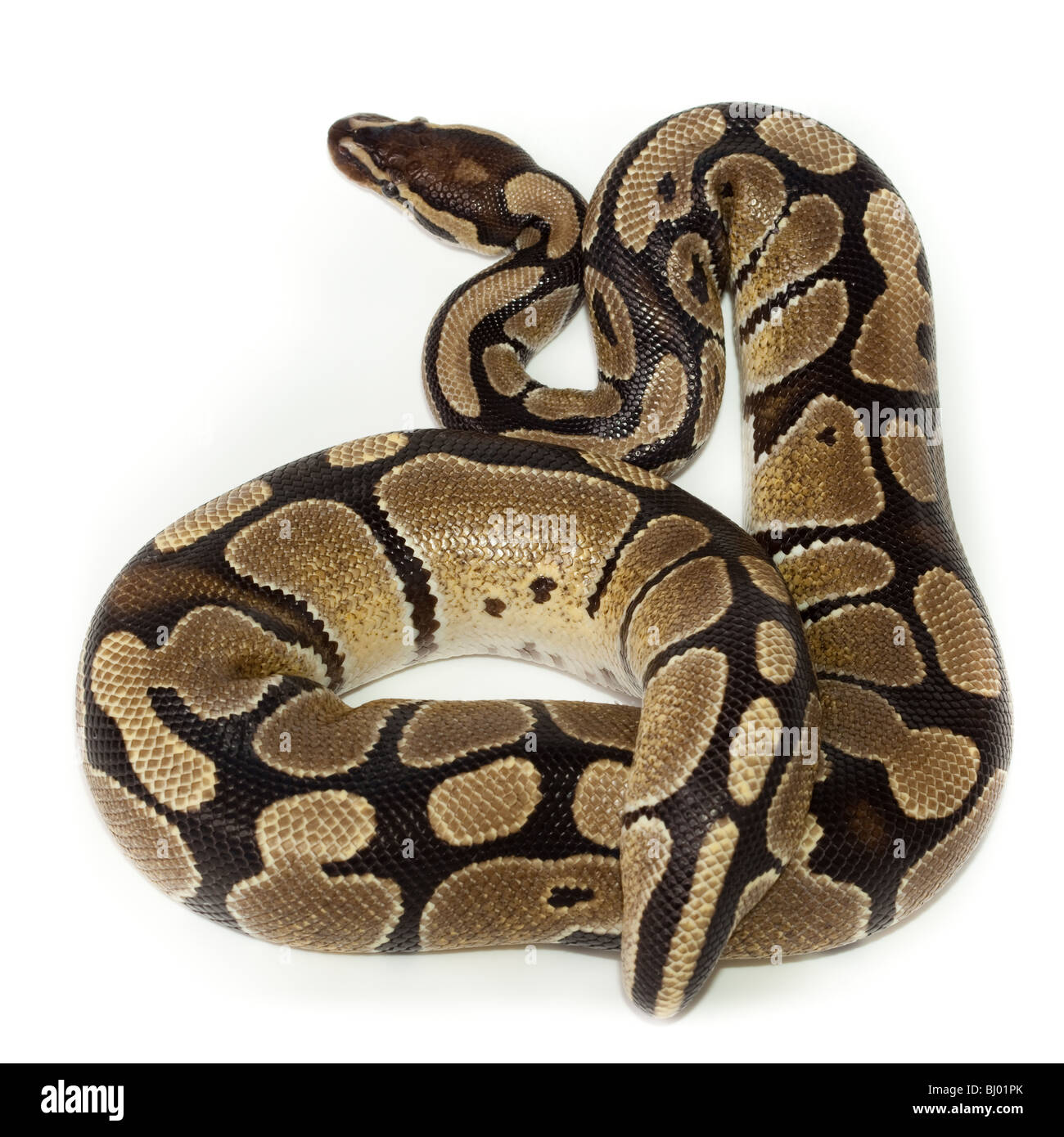 Python royal ou Python, Ball (Python regius), en studio sur un fond blanc. Banque D'Images