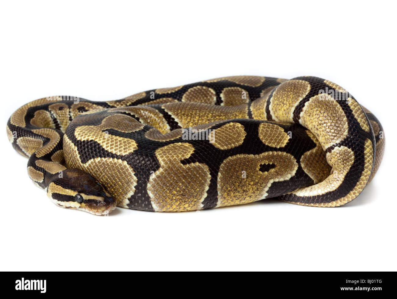 Python royal ou Python, Ball (Python regius), en studio sur un fond blanc. Banque D'Images