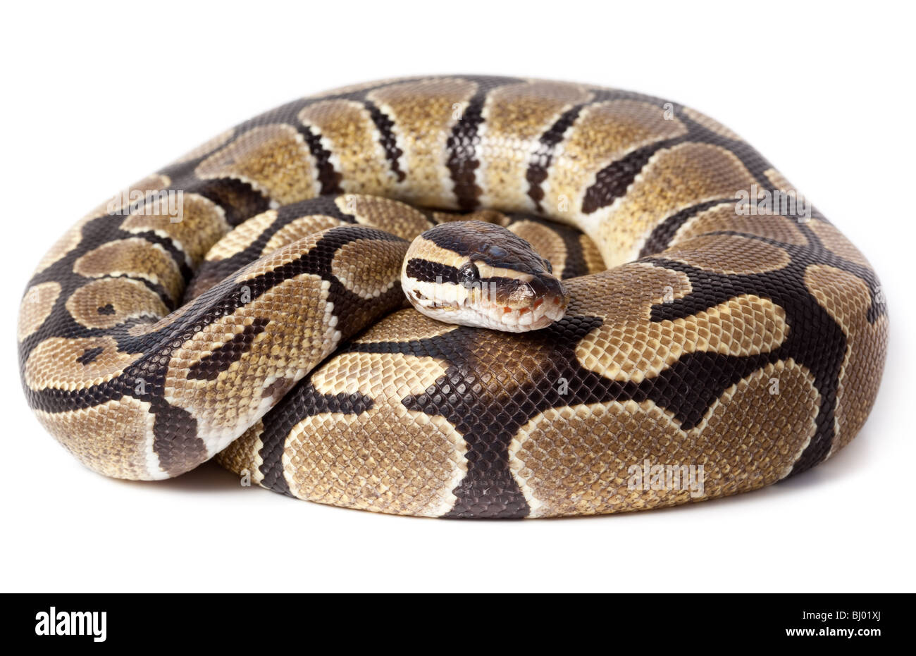 Python royal ou Python, Ball (Python regius), en studio sur un fond blanc. Banque D'Images