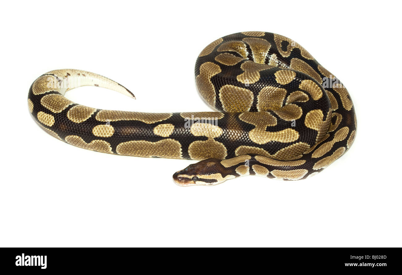 Python royal ou Python, Ball (Python regius), en studio sur un fond blanc. Banque D'Images