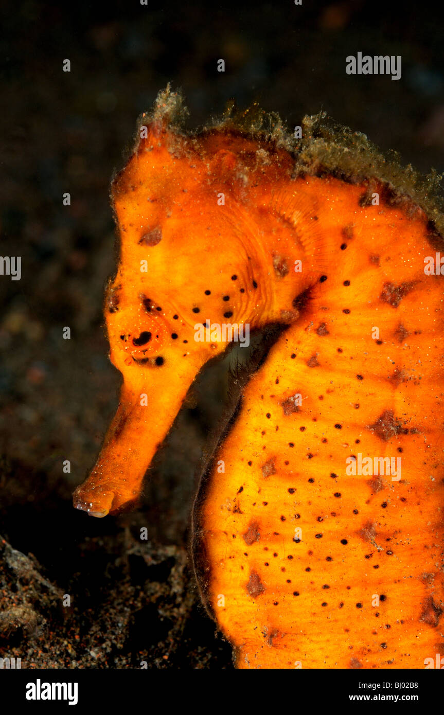Hippocampus kuda, commune d'orange, de l'hippocampe hippocampe tacheté, Seraya, plage de Tulamben, à Bali, en Indonésie, de l'océan Indo-pacifique Banque D'Images