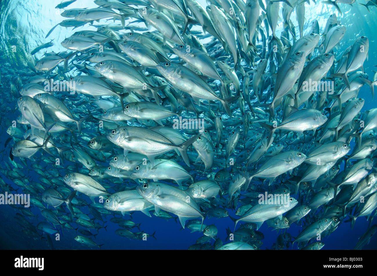 Caranx sexfasciatus, caranges, école des trevallys obèse, l'école de poissons, Tulamben, Liberty Wreck, Bali Banque D'Images