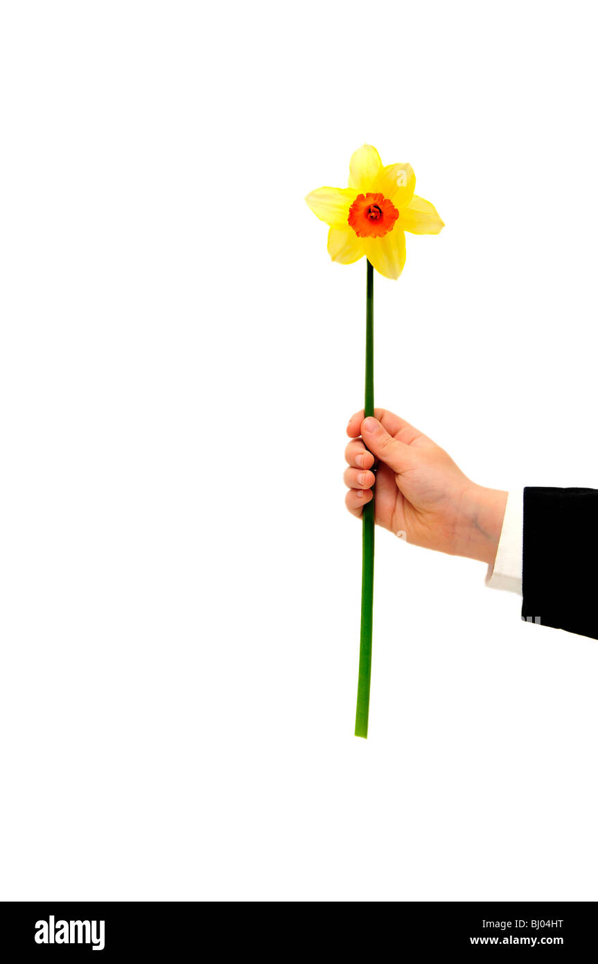 Garçon avec de la fleur de jonquilles isolé sur le fond blanc. Banque D'Images