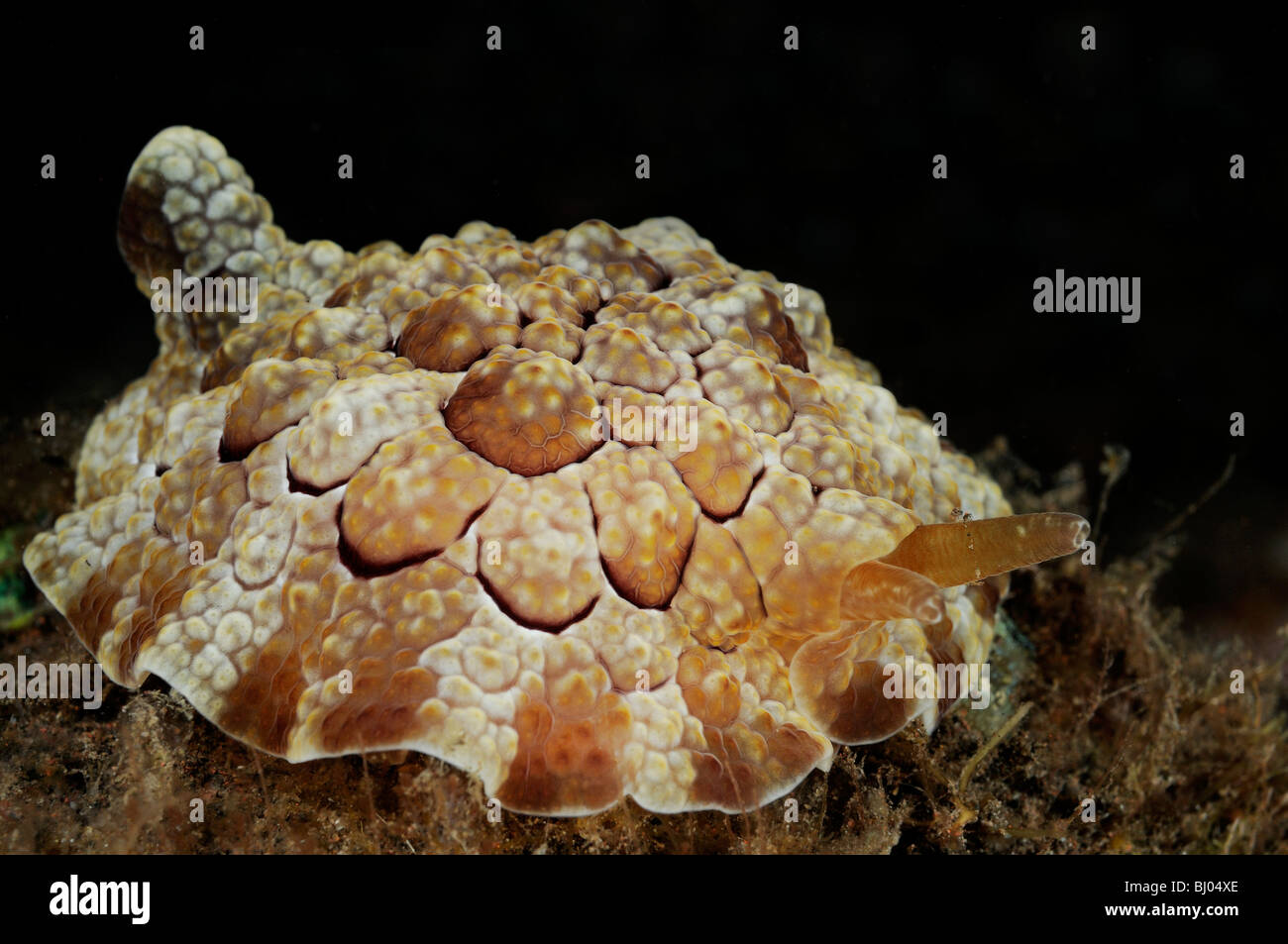 Côté Pleurobranchus forskalii, gill sans branchies, côté à côté, les branchies branchies limace de mer, Tulamben, Bali, Indonésie, l'océan Indo-pacifique Banque D'Images