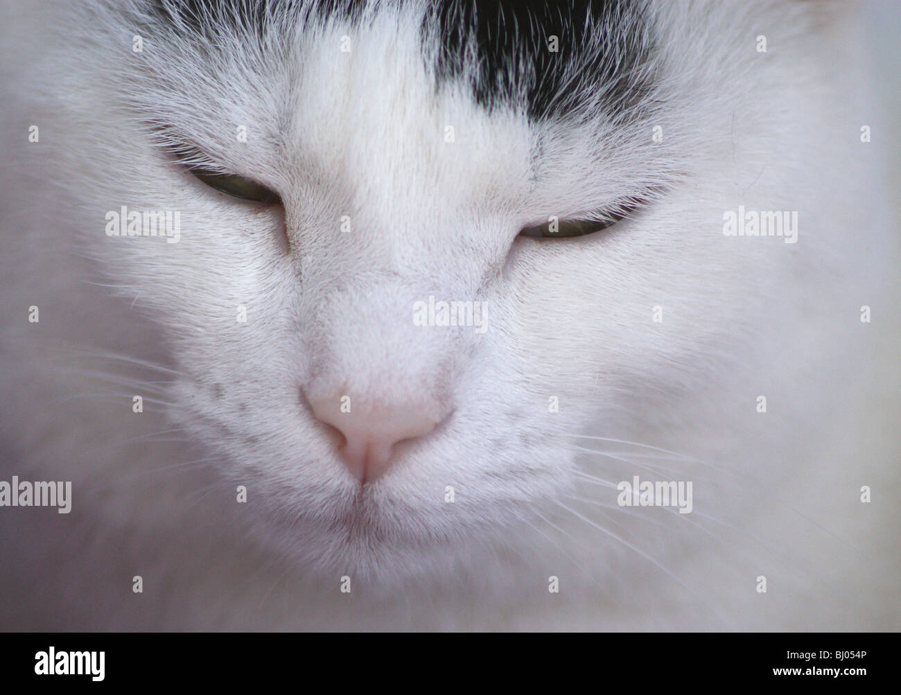 Gros Plan D Un Chat Domestique A Poil Court Blanc Avec Des Taches Noires Face Verte Yeux Nez Et Bouche Photo Stock Alamy