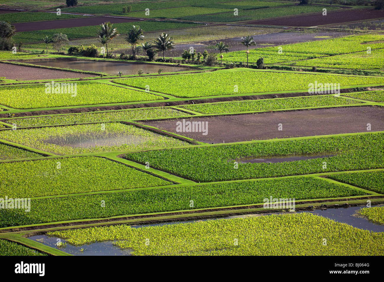 Les champs de taro de Hanalei Valley sur Kauai, Hawaii. Banque D'Images