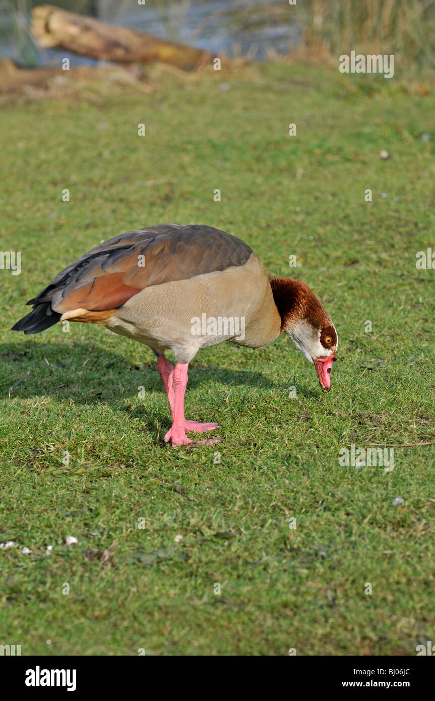 Egyptian goose : Alopochen aegyptiacus. Se nourrissant d'herbe Banque D'Images