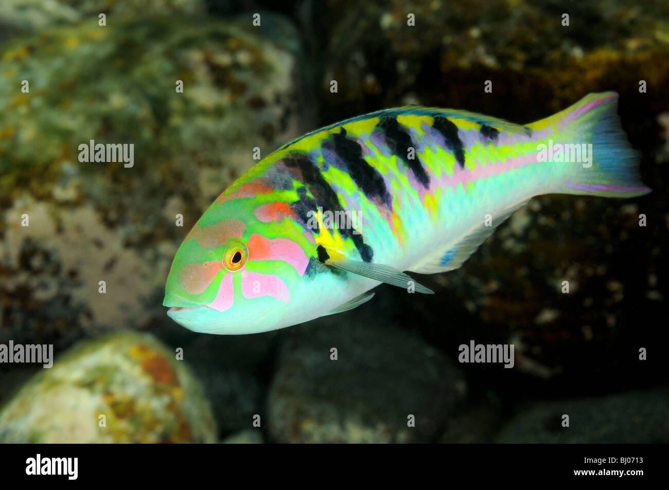 Thalassoma hardwicke, Sixbar wrasse, Tulamben, Bali, Indonésie, l'océan Indo-pacifique Banque D'Images