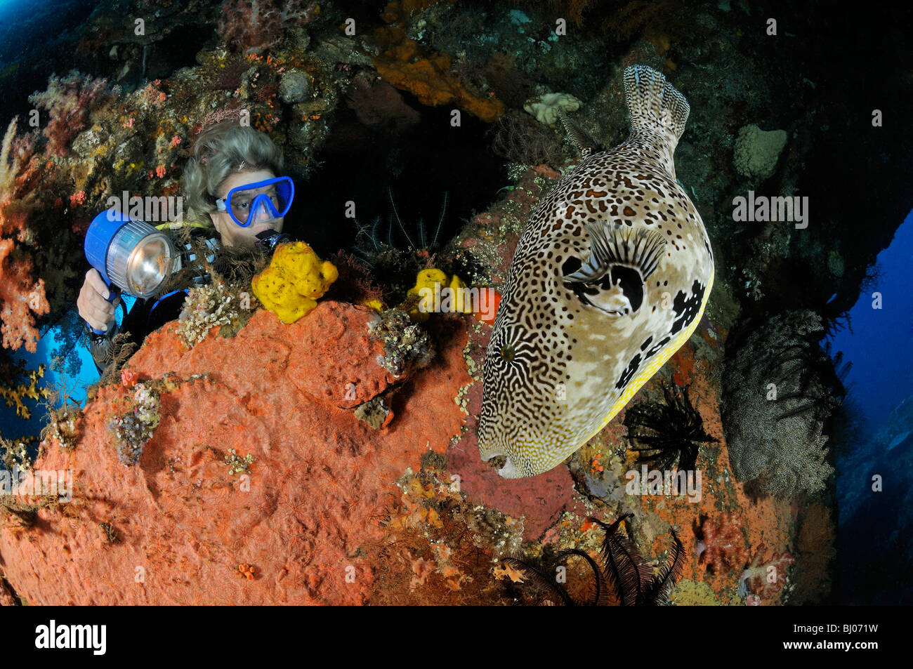 Arothron mappa, site puffer avec scuba diver en épave, Liberty Wreck, Tulamben, Bali, Indonésie, l'océan Indo-pacifique Banque D'Images
